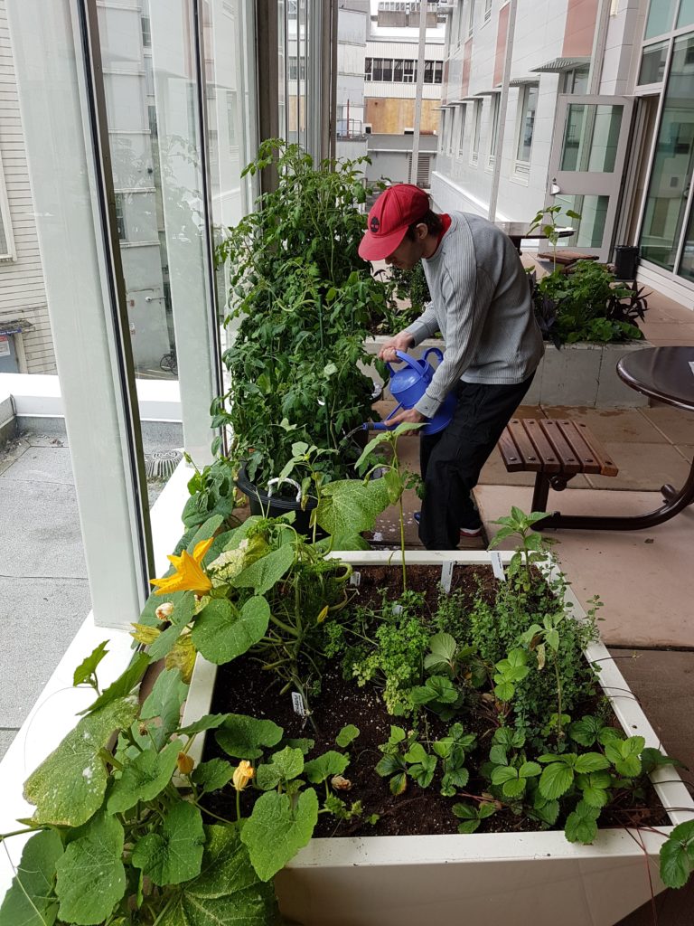 Sowing Seeds for Mental and Planetary Health - Green Care