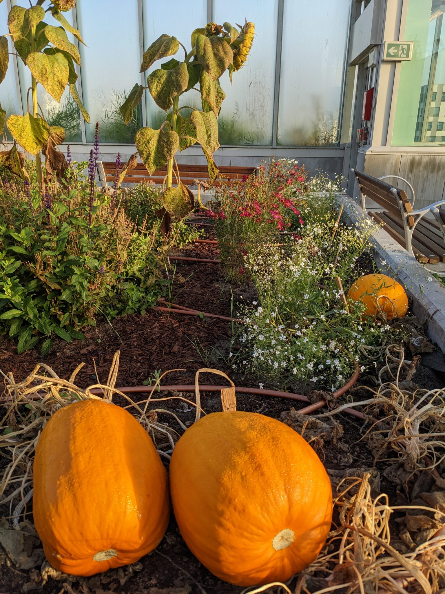 Sowing Seeds for Mental and Planetary Health - Green Care